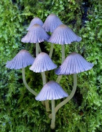 a group of purple mushrooms growing on a mossy surface