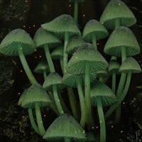 a group of green mushrooms in the dark