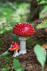 a group of red and white mushrooms in the forest