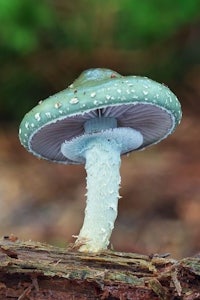 a blue and white mushroom sits on top of a log