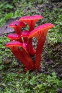 red mushrooms growing on moss in the forest
