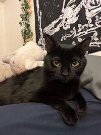 a black cat laying on a bed with stuffed animals